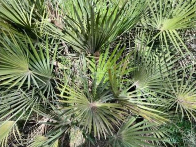 Terreno en Venta en El Montmell