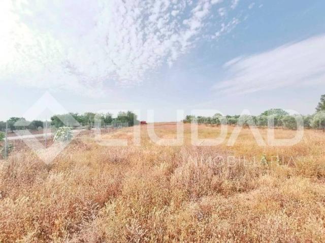 Terreno en Venta en El Cuervo de Sevilla