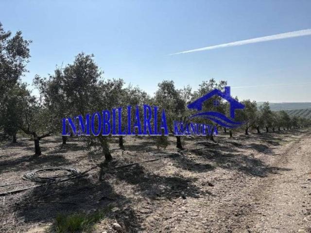 Terreno en Venta en El Carpio