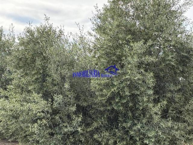 Terreno en Venta en El Carpio
