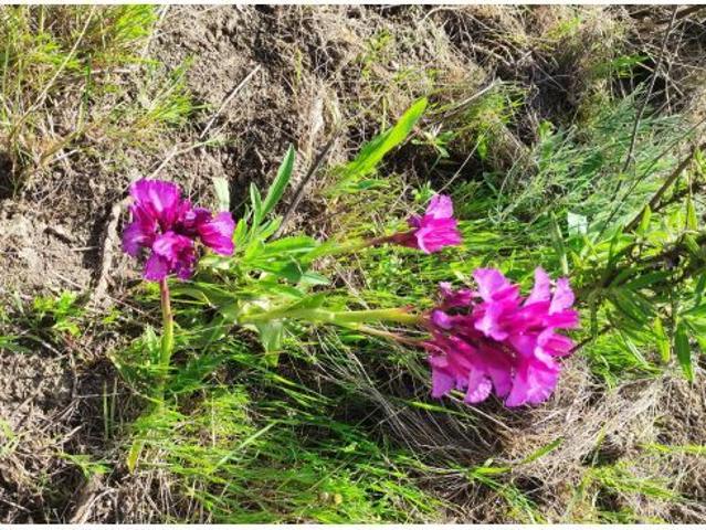 TERRENO EN VENTA EN EL CERVAL ALMUÑÉCAR