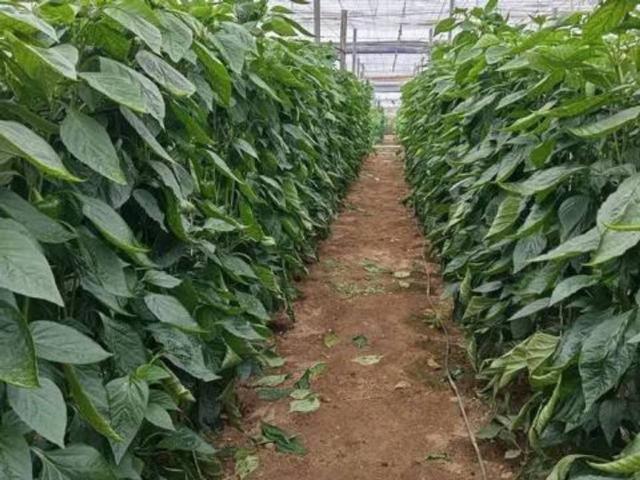 Terreno en Venta en El Ejido