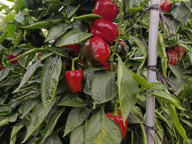 Terreno en Venta en El Ejido