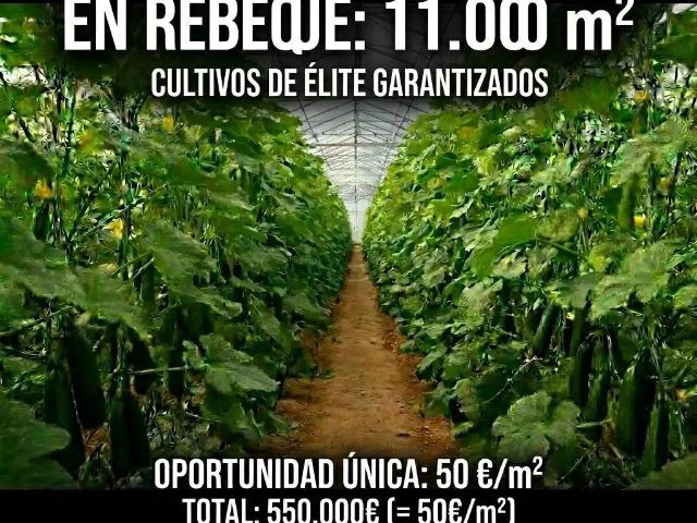 Terreno en Venta en El Ejido
