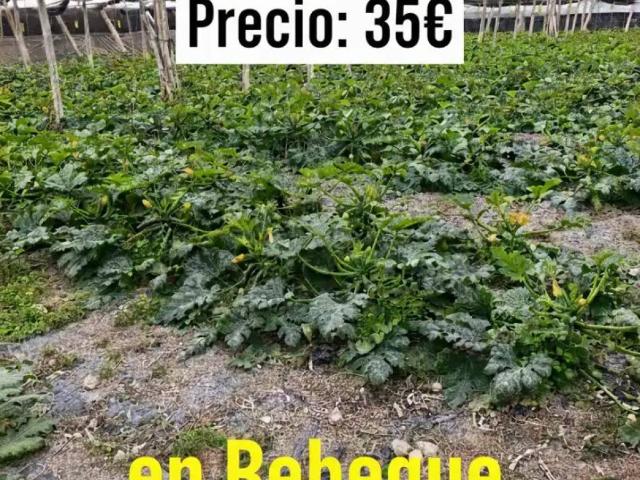 Terreno en Venta en El Ejido