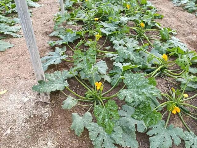 Terreno en Venta en El Ejido