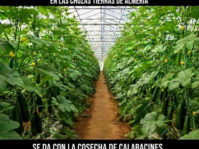 Terreno en Venta en El Ejido