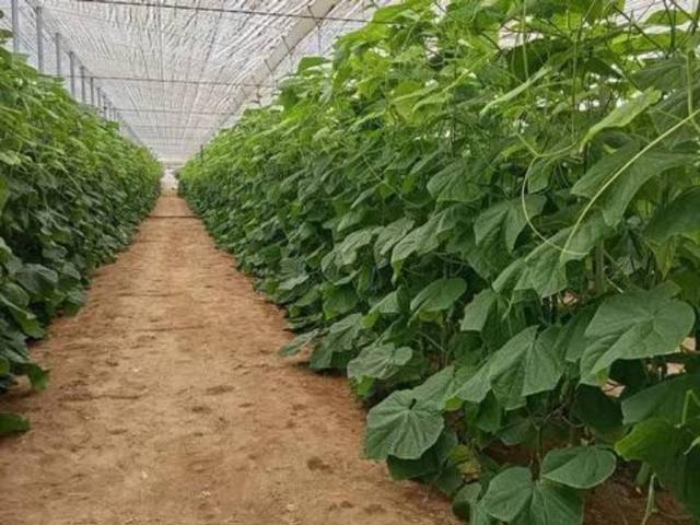 Terreno en Venta en El Ejido