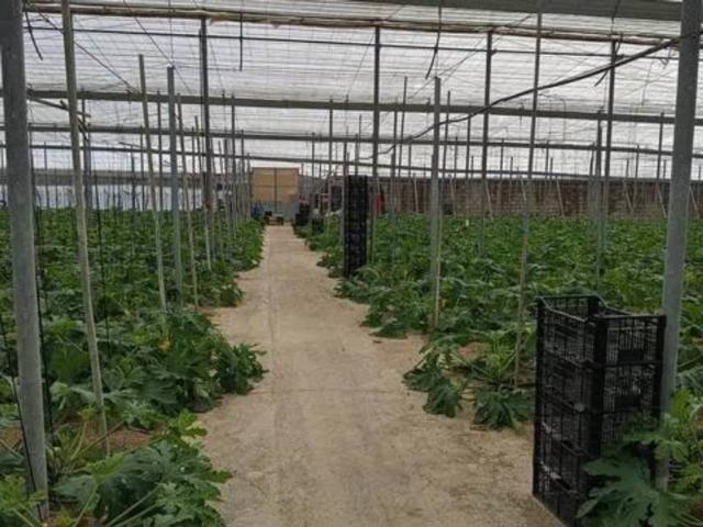 Terreno en Venta en El Ejido