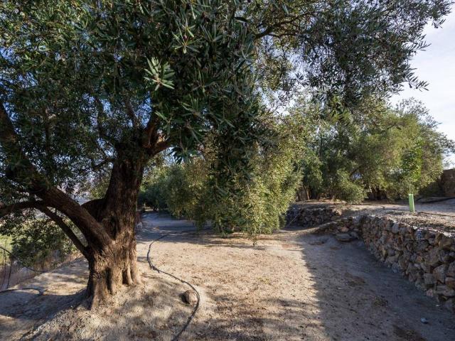 Terreno en Venta en El Pinar