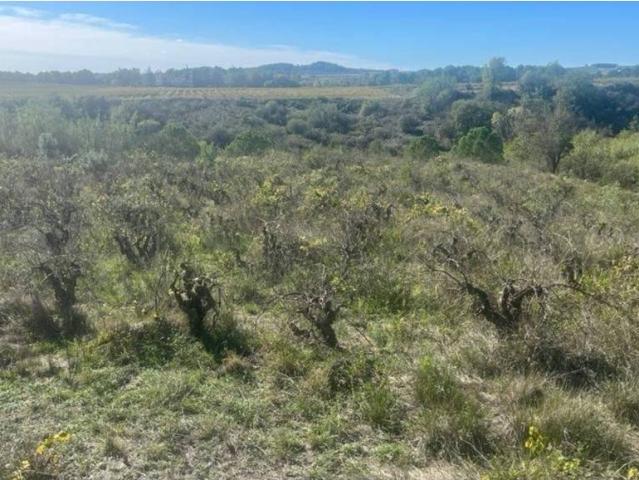 Terreno en Venta en El Pla del Penedès
