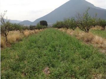 Terreno en venta en El Tunal, Arteaga, Coahuila de Zaragoza