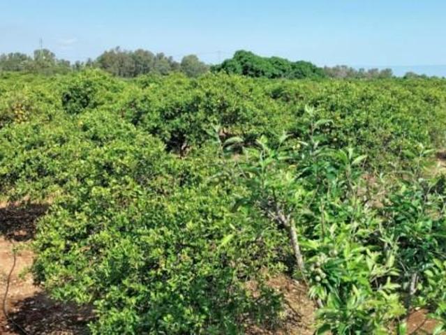 Terreno en venta en El Verger