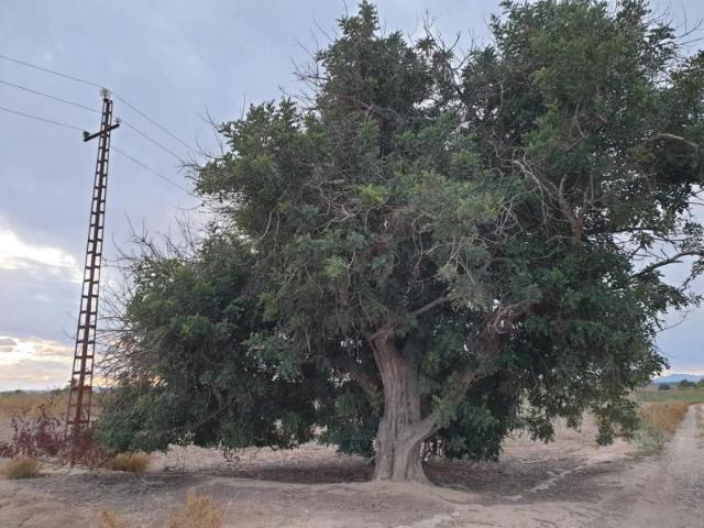 Terreno en venta en Elche, El molar