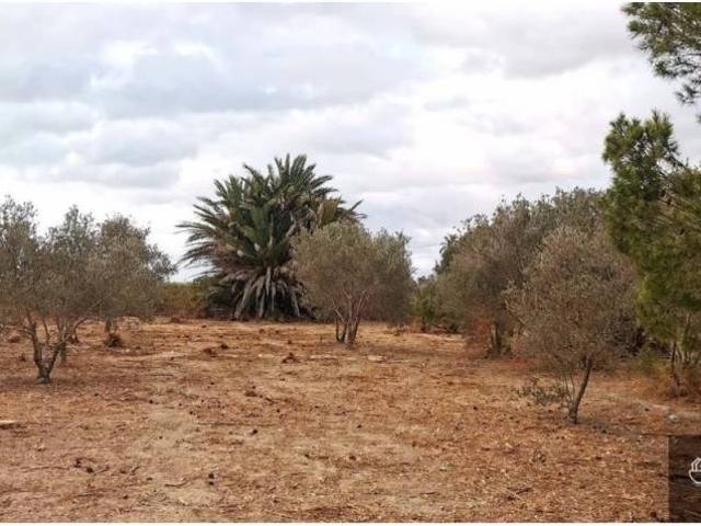 Terreno en Venta en Elche Elx