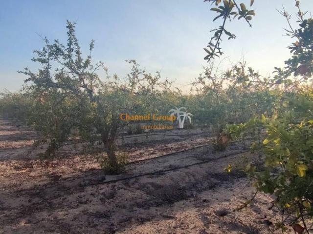 Terreno en Venta en Elche Elx