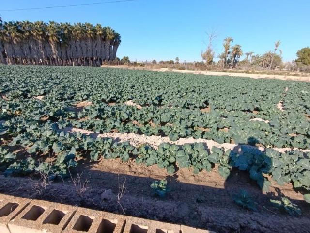 Terreno en venta en Elche, Pussol