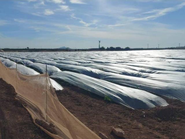 Terreno en Venta en Fuente Álamo de Murcia