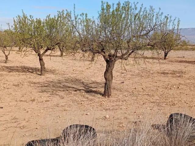 Terreno en Venta en Fuente Álamo de Murcia