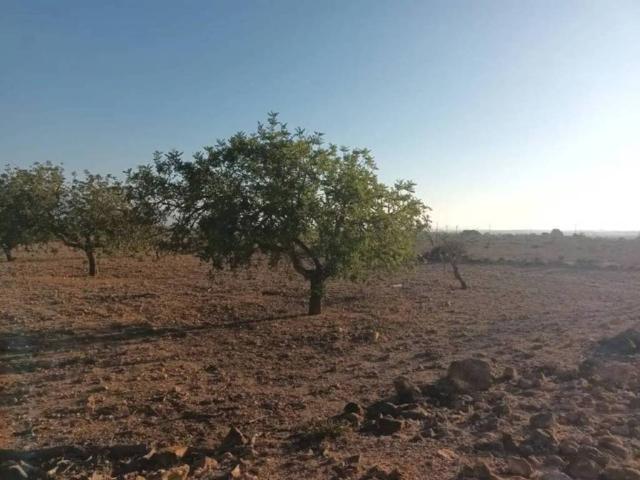 Terreno en Venta en Fuente Álamo de Murcia