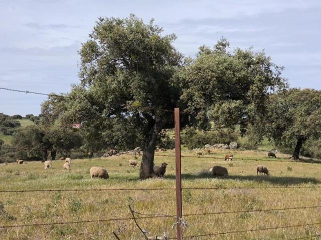 Terreno en venta en Fuente Obejuna, Andalucia