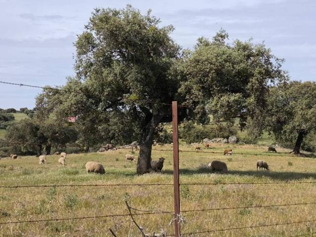 Terreno en Venta en Fuente Obejuna