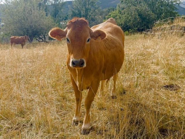 Terreno en Venta en Fabero