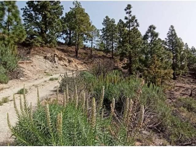 Terreno en Venta en Fasnia