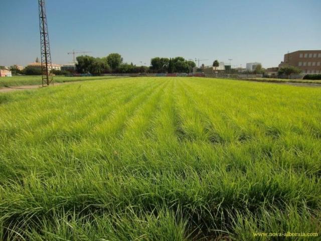 Terreno en venta en Foios, Huerta