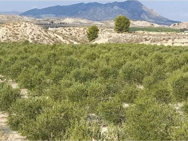 Terreno en Venta en Fortuna