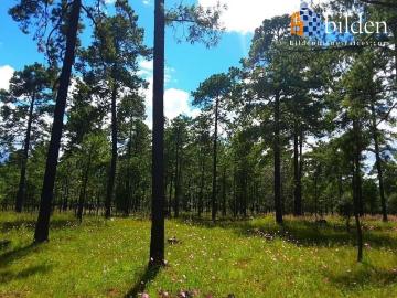 Terreno en Venta en Fracc. Bosques de Llano Grande Durango