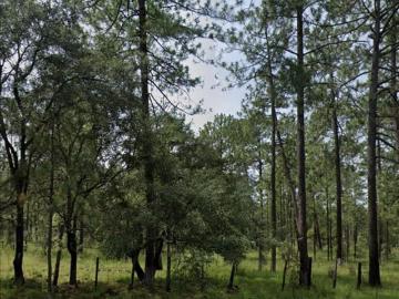 Terreno en Venta en Fracc. El Pedregal del Bosque Durango