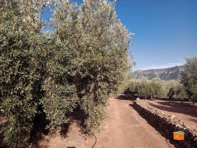 Terreno en Venta en Freginals