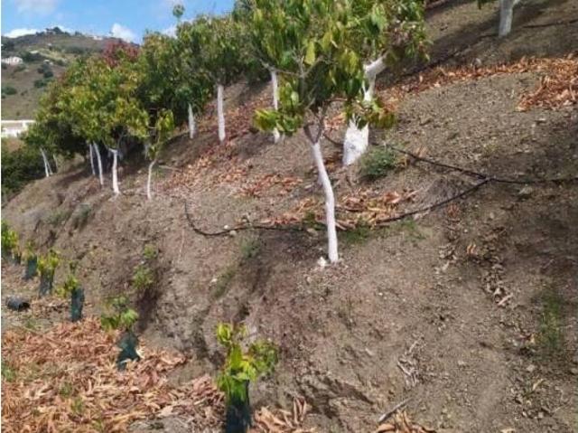 Terreno en Venta en Frigiliana