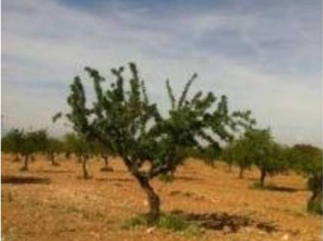 Terreno en Venta en Guadix