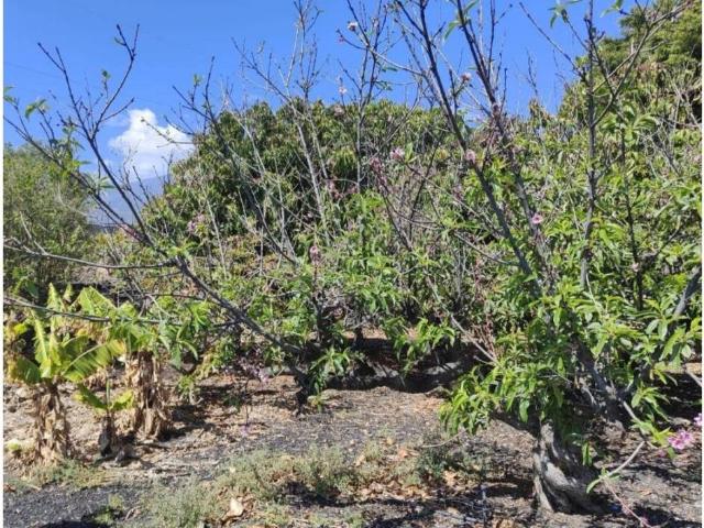 Terreno en Venta en Guía de Isora