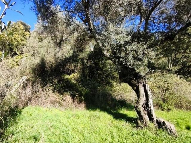 Terreno en venta en Galaroza