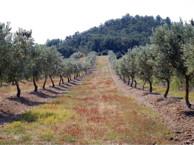 Terreno en Venta en Garriguella