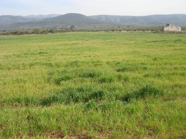 Terreno en Venta en Godall
