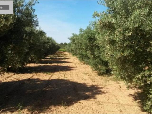 Terreno en Venta en Godelleta
