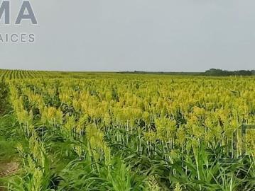 Terreno en Venta en González, Tamaulipas