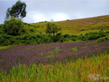 Terreno en Venta en Huayhuas,Acos Vinchos, Huamanga
