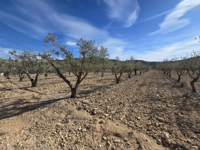Terreno en venta en Hondon de las Nieves, La cava