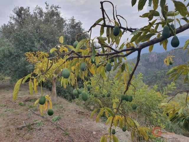 Terreno en Venta en Ítrabo