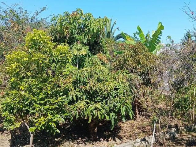 Terreno en Venta en Icod de Los Vinos