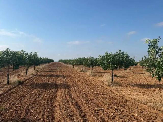 Terreno en Venta en Iniesta