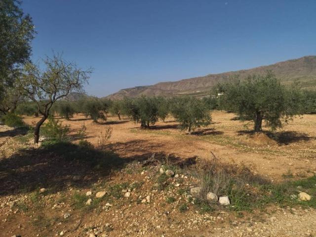 Terreno en Venta en Jumilla
