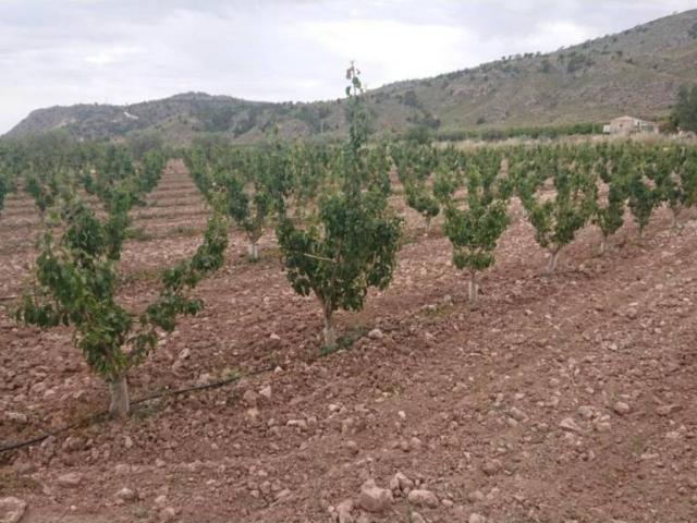 Terreno en Venta en Jumilla