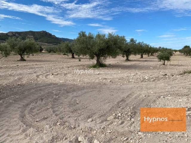 Terreno en Venta en Jumilla