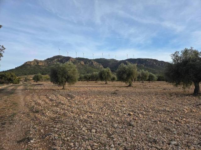 Terreno en Venta en Jumilla